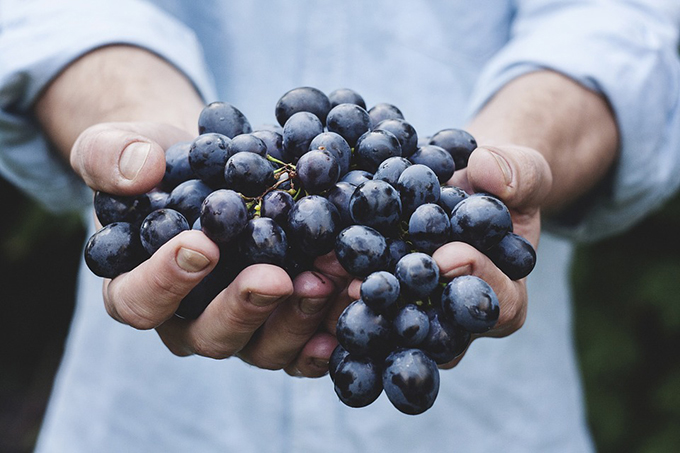 Vendemmia 2016: annata positiva 