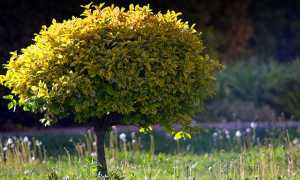 Albero verde natura