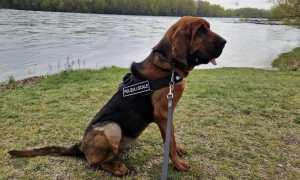 Cane molecolare polizia locale Trecate