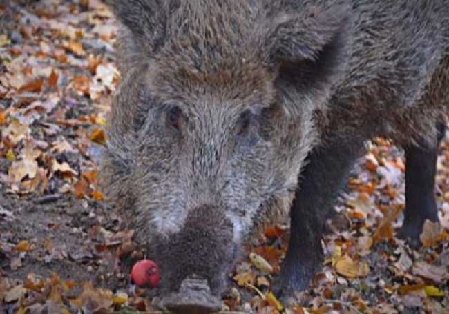 Cinghiale