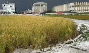 Danni riso Novarese set 25