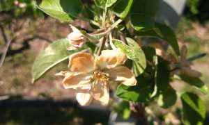 Fiore ramo