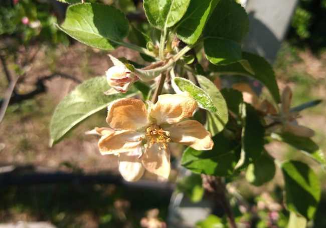 Fiore ramo