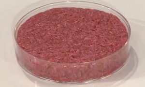 First cultured hamburger unfried