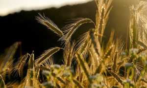 GRANO