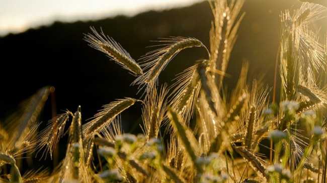 GRANO