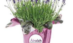 Orpea Alzheimer