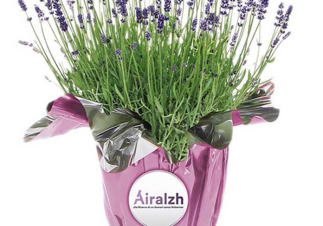 Orpea Alzheimer