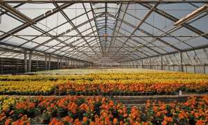 Serra fiori