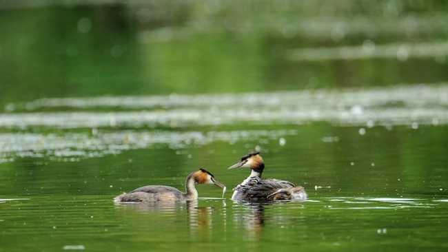 Sguazzini Roberto 1 Svassi nella lanca del Ticino di Camer