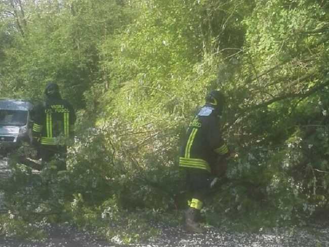 Vigili del fuoco Alberi