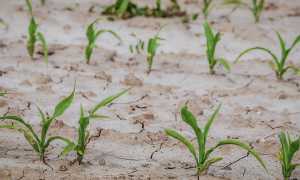 agricoltura siccita