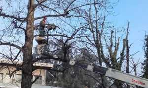 alberi potature