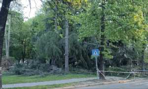 albero caduto 3