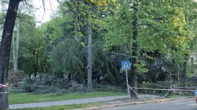 albero caduto 3