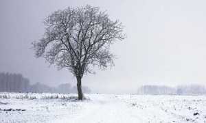 albero neve