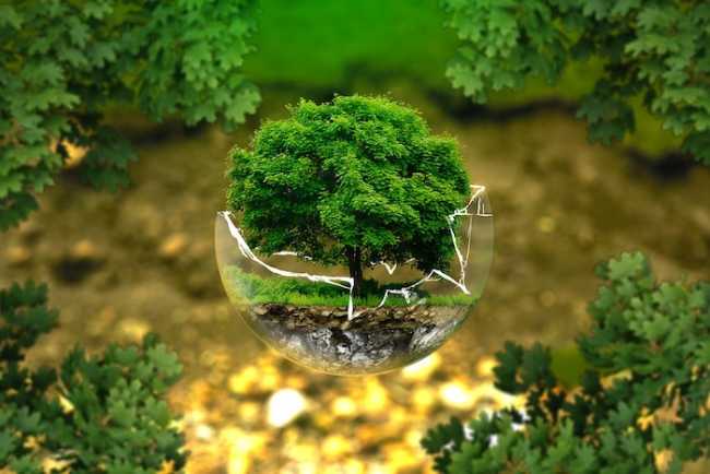 ambiente protezione albero