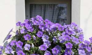 balcone fiori