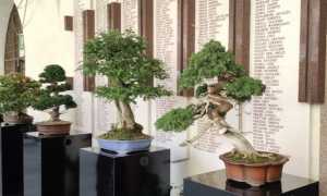 bonsai 1