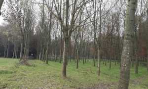 bosco. novara