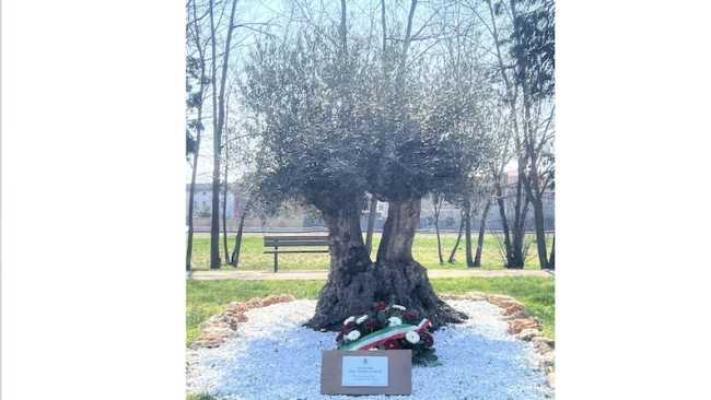 cameri ulivo covid