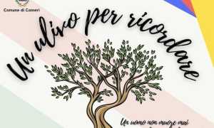 cameri ulivo