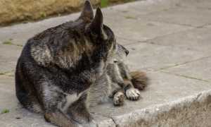 cane abbandonato