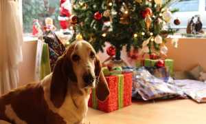 cane albero natale