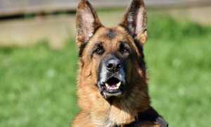 cane antiveleno
