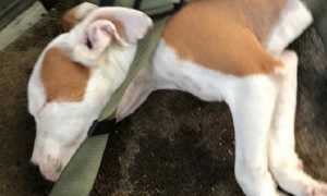 cane buttato