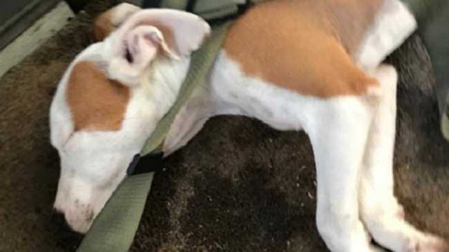 cane buttato