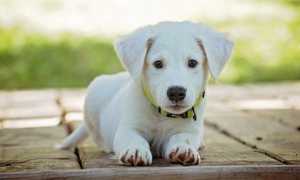 cane cucciolo
