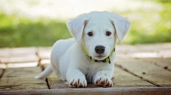 cane cucciolo