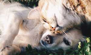 cane gatto