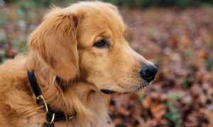 cane guinzaglio