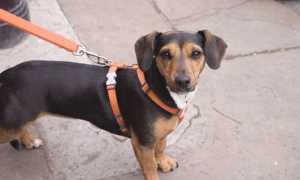 cane guinzaglio