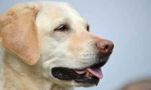 cane