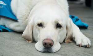 cane