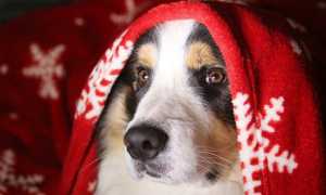 cane natale