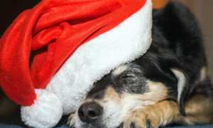 cane natale