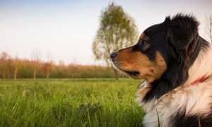 cane orizzonte