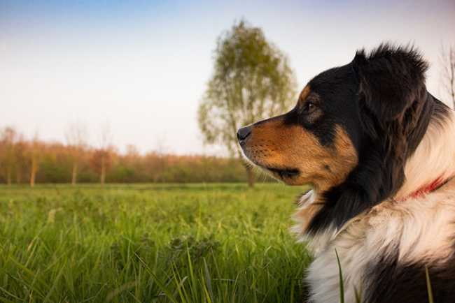 cane orizzonte