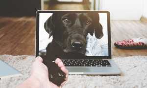 cane pc