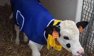 cappotto vitellino