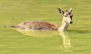 capriolo