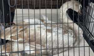 cigno galliate