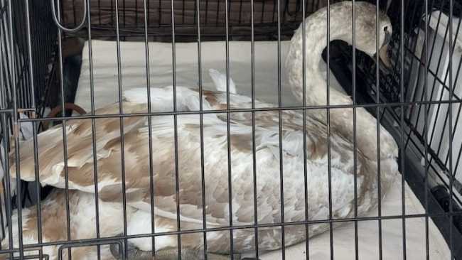 cigno galliate