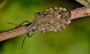 cimice asiatica