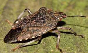cimice