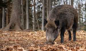 cinghiale copia